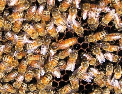 Honeybees with Queen Bee