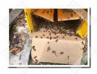 Live Bee Removal Services